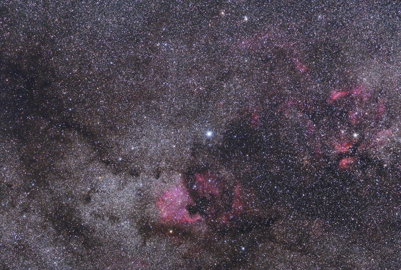 Cygnus